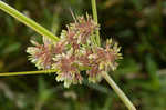 Drummond's sedge